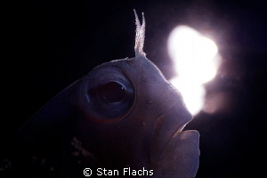 Blenny in backlight by Stan Flachs 